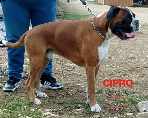 cipro boxer puro di 5 anni in adozione Foto 3